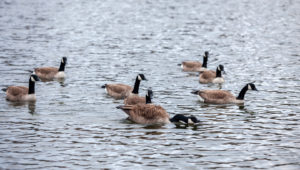 Ducks in a lake near Orofino, Idaho