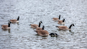 A flock of Canadian geese on a rippling river.